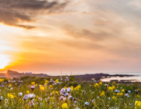 Guernsey flowers